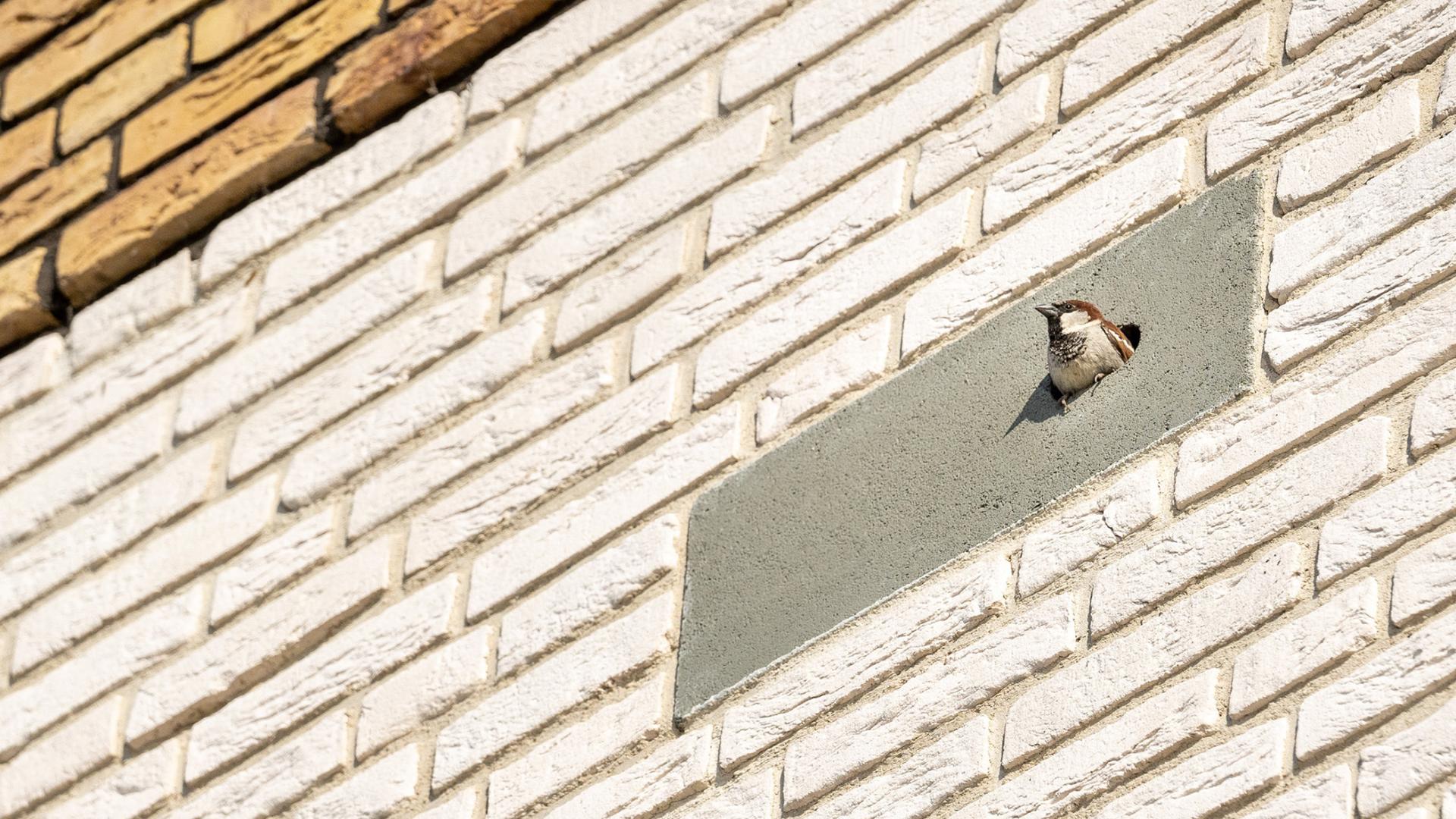 Nestkastjes in de muur van een gebouw
